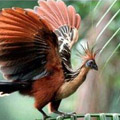 Luxury Natural Guyana